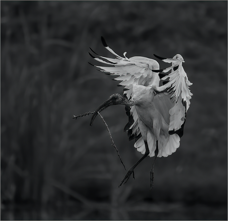 Eric Bosman - Kriel Foto Club - African Sacred Ibis with nesting material