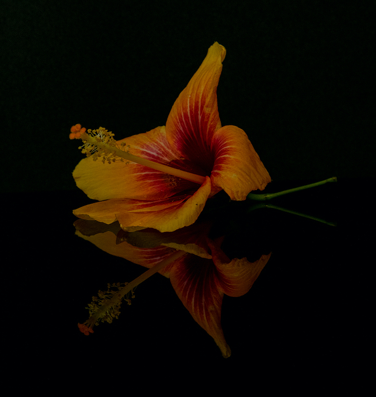 Estelle Mouton - Brandpuntfotoklub - Reflection