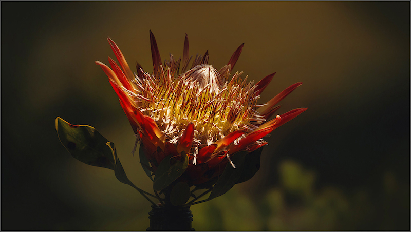 Gerhard Grove - Magalies Foto Fun Club - Protea late afternoon