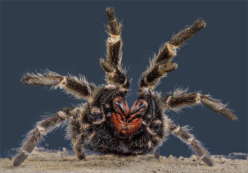 Leon Pelser - Sasol Highveld Photography Club - tarantula