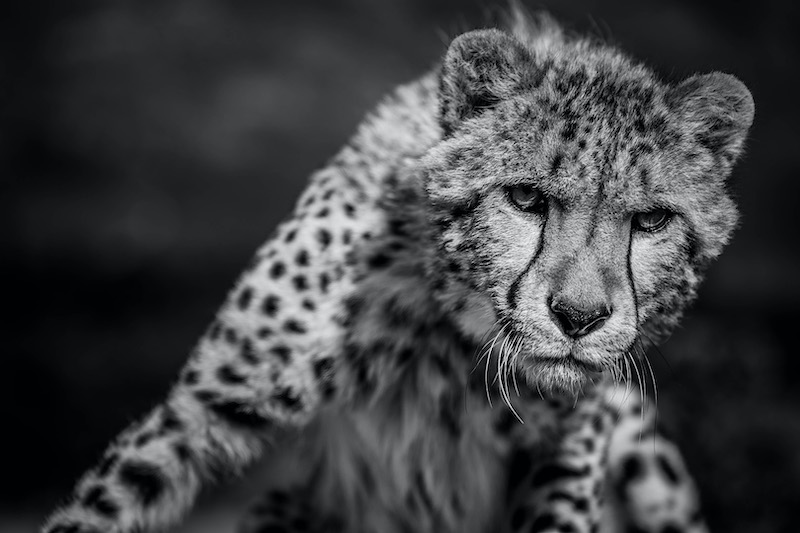 Louis van der Walt - Sasol Highveld Photography Club - Wat click so - BW