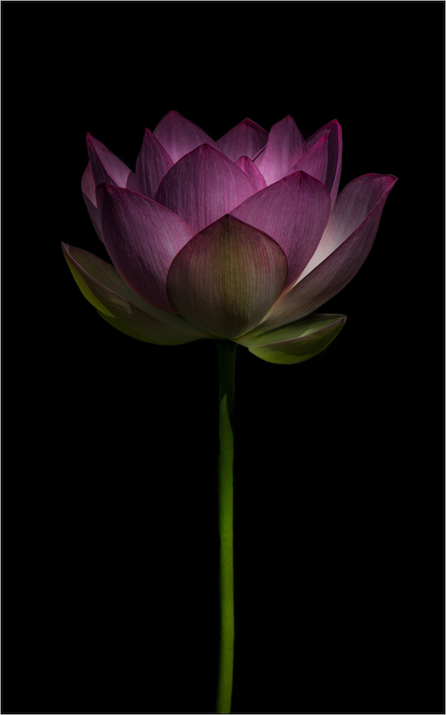 Neolen Pillay - Westville Camera Club - Black Pink