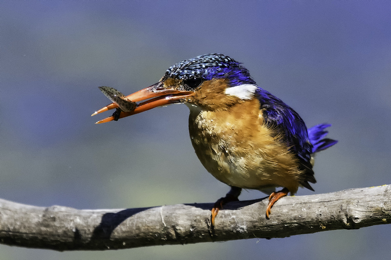 Phillip De Lange - Tafelberg  Fotografieklub - Malachite with catch