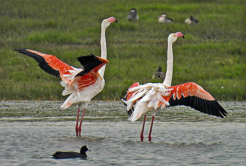 Sussa Pelser -  Independent - Showing Off