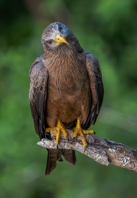 Wayne dos Santos Niz - Westville Camera Club - Who is watching who