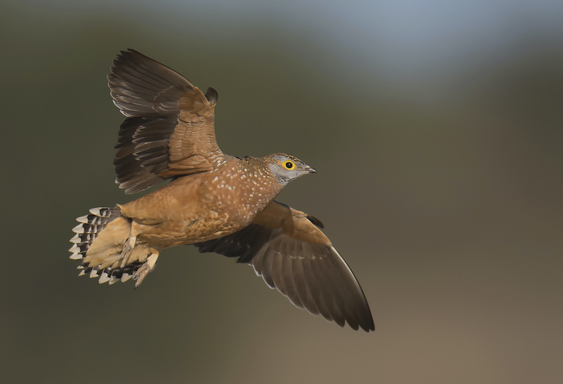 AFO Photography Club - Hennie Niemand - Descending sandgrouse