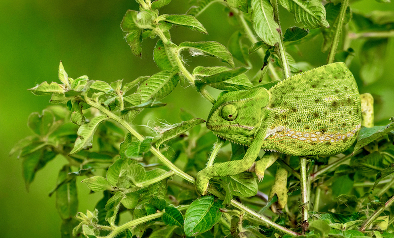 Ballito Photo Club - Suzanne Morshead - In camo mode