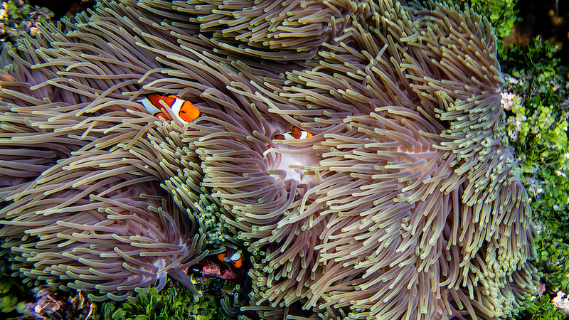 Beachcombers Photography Club - Paul Scherzer - Found Nemo