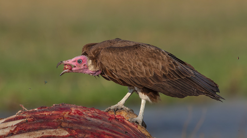 Bethal Fotografie Klub - Jannes Drotsky - Aasvoel ontbyt