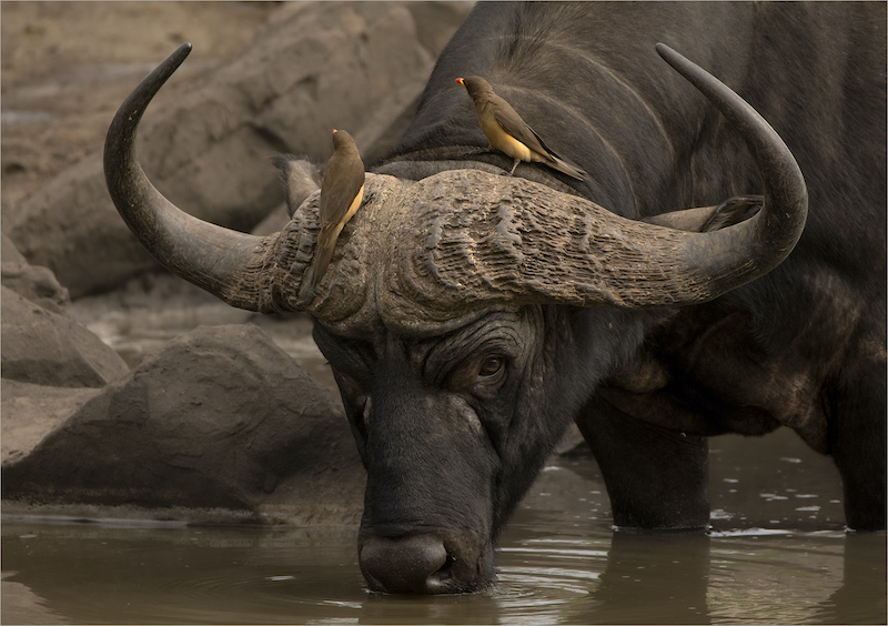 Boksburg Camera Club - Marie Botha - Buffalo and Friends