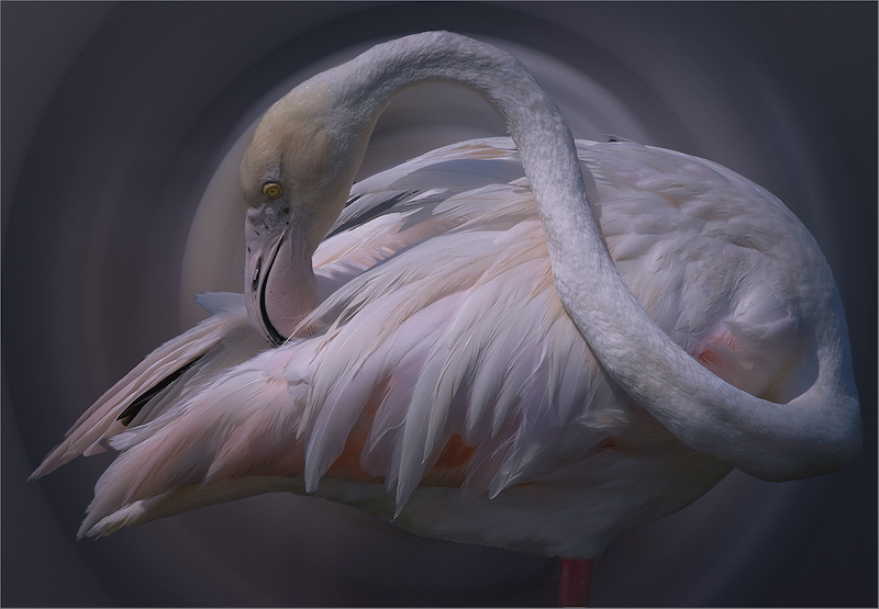 Bosveld Fotografie Klub - Lizelle Koch - A pastel dream