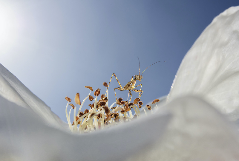 Centurion Camera Club - Hendrik Louw - Spring Morning