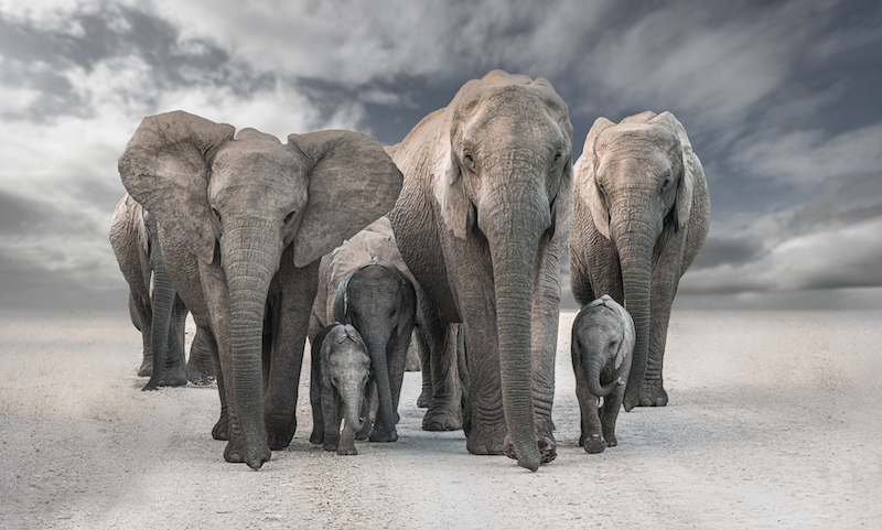 Creative Camera Club - Chris Kinross - Gentle Giants