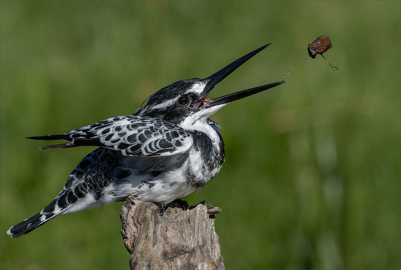 Eden Photographic Society - Gerda Fouche - Playful Pied Kingfisher