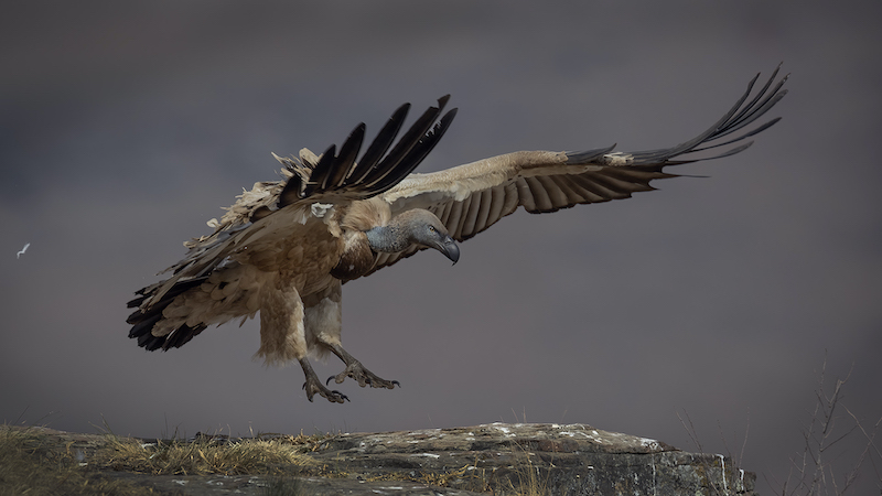 Edenvale Photographic Club - Ettienne van Niekerk - Cape Vulture landing