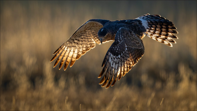 Ermelo Foto Klub - Hardus Pieters - Valk soek prooi