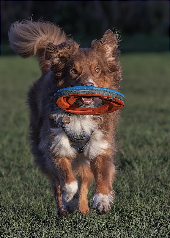 Hillcrest Camera Club - Jill Ferraz - Alfie