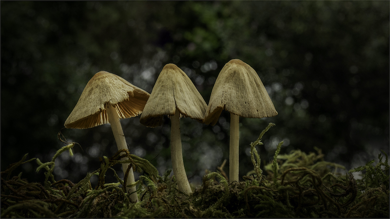 IPIP Photographic Club - Fabienne Jardim - The Morning After