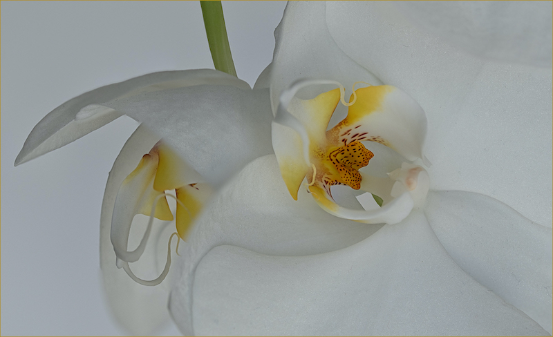 Jeffreys Bay Camera Club - Sunet van Niekerk - White Orchid