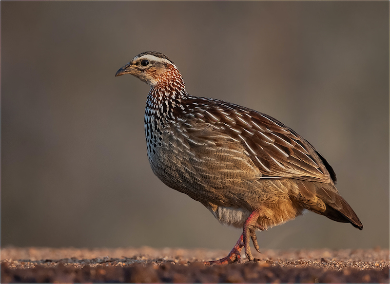 Kriel Foto Club - Eric Bosman - Strolling
