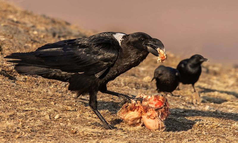 Kroonstad Fotoklub - Veronica Heersink - Withalskraai