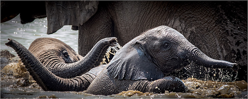 On the Rocks Camera Club - Arlene Mullins - Frightened