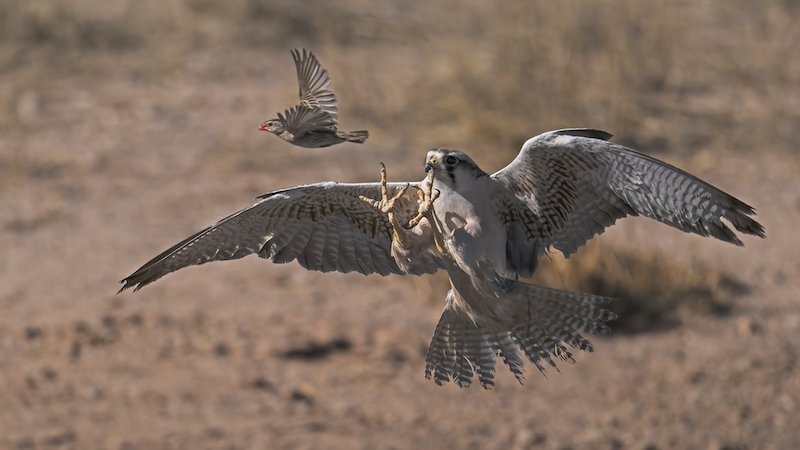 Paarl Photographic Club - Christo Giliomee - Lanner on attack