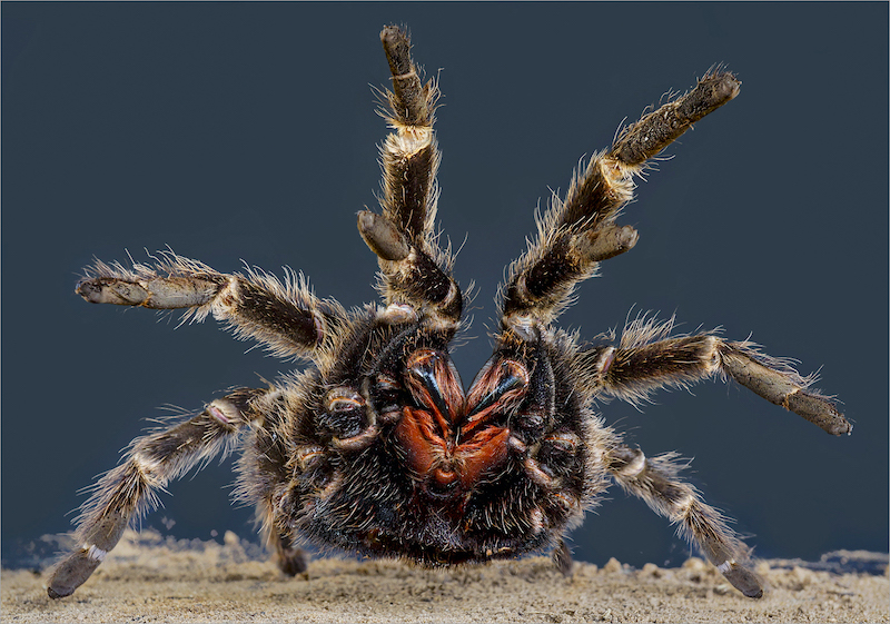 Sasol Highveld Photography Club - Leon Pelser - tarantula
