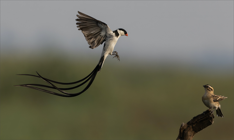 Springs Photographic Club - Rodney Cory - Mating Dance