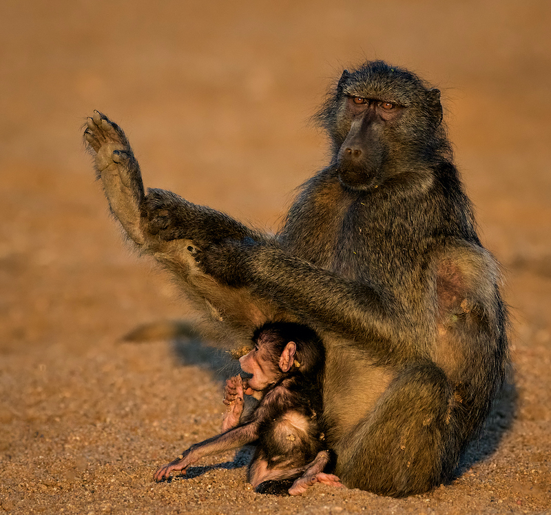 Vanderbijlpark Fotografiese Vereniging - Mietsie Visser - voetinspeksie
