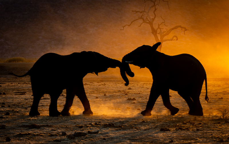 Westville Camera Club-Dave Wickham-Tussle at Sundown