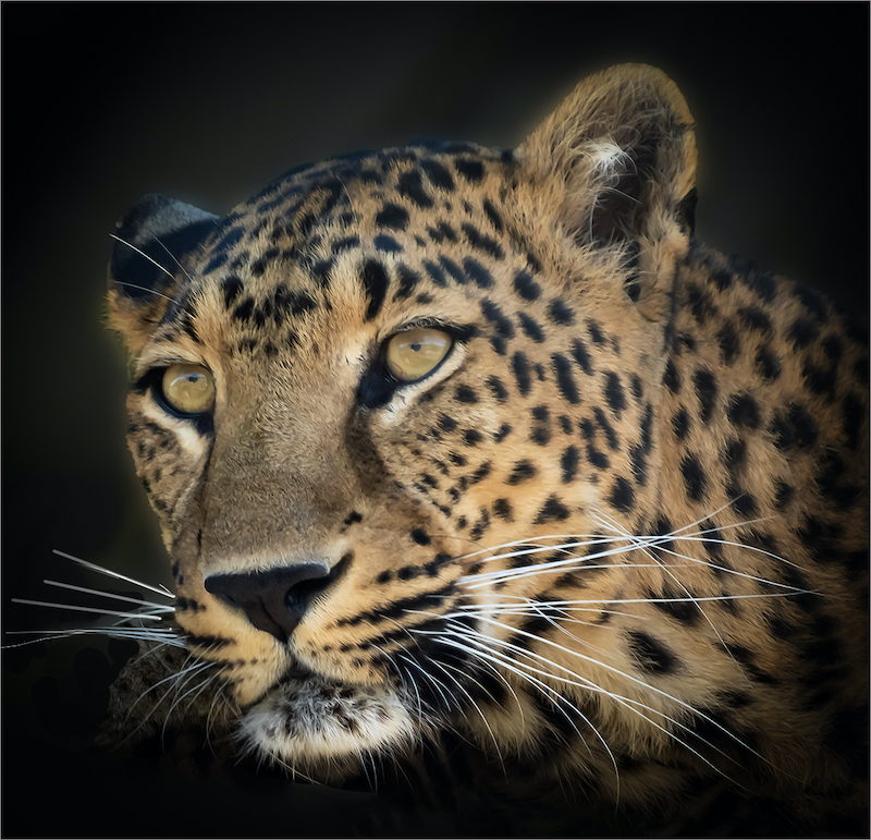 Diane Goncalves - Brandpuntfotoklub - Denokeng luiperd