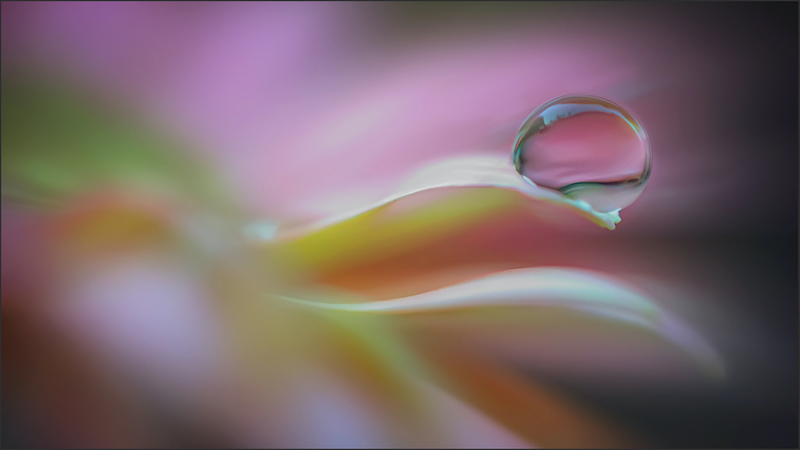 Elsa E van Dyk - Brandpuntfotoklub - One single droplet