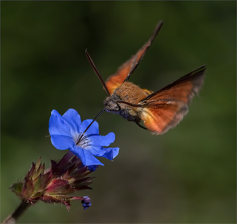 Eric Bosman - Kriel Foto Club - Nektar