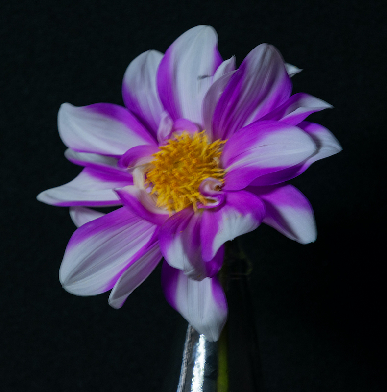 Estelle Mouton - Brandpuntfotoklub - flower opening