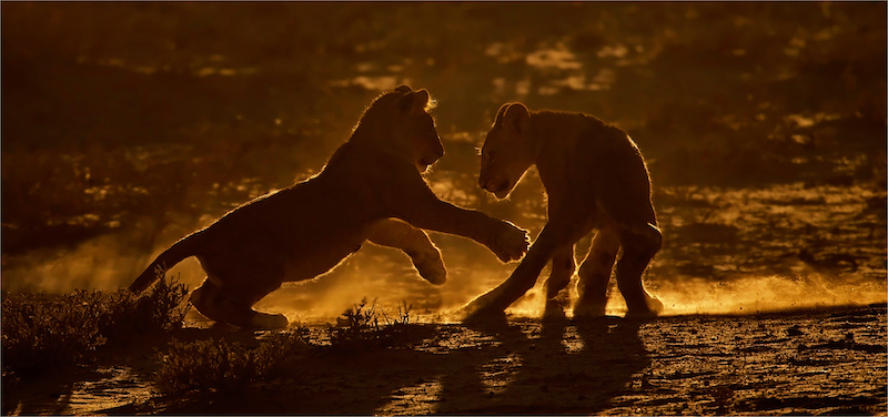 Geo Jooste - Bloemfontein Kameraklub - dustdance c