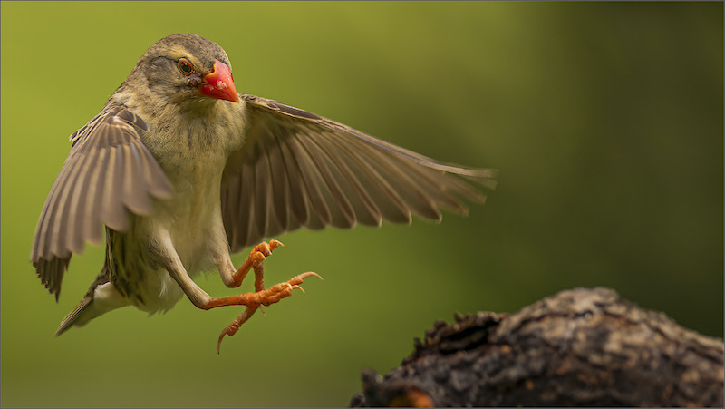 Gerhard Grove - Magalies Foto Fun Club - Incoming