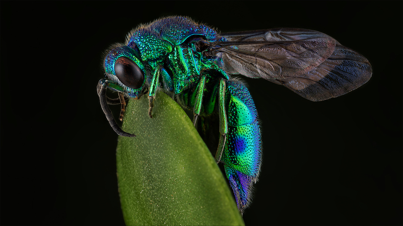 Jacques Kruger - Ermelo Foto Klub - Like a jewel