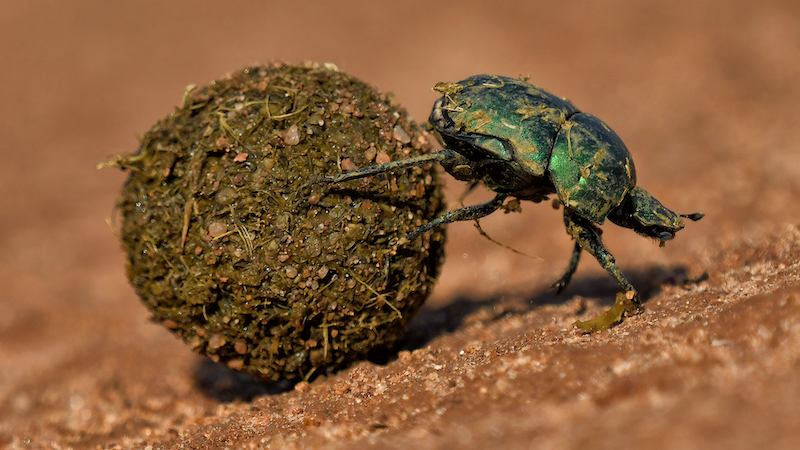 Nicci van As -  Independent - Dungbeetle