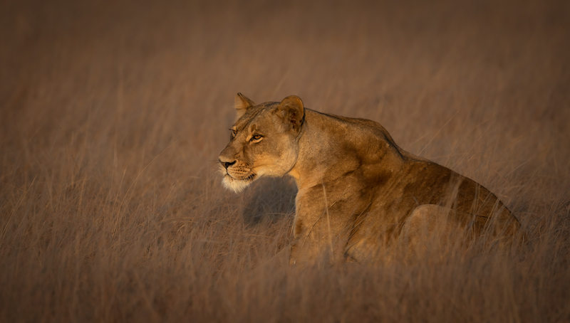 Sharlene Cathro - Princes Grant Camera Club - Lioness in waiting