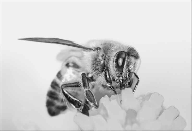 AFO Photography Club - Pieter Jordaan - To bee or not to bee
