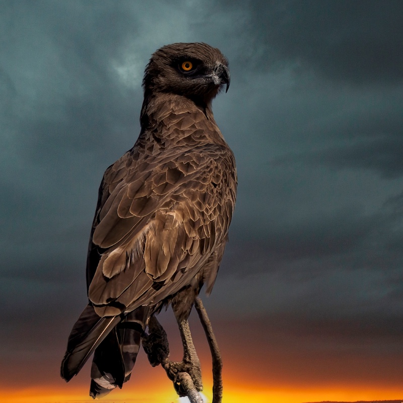 Benoni Camera Club - Tom Loughran - Brown Snake Eagle