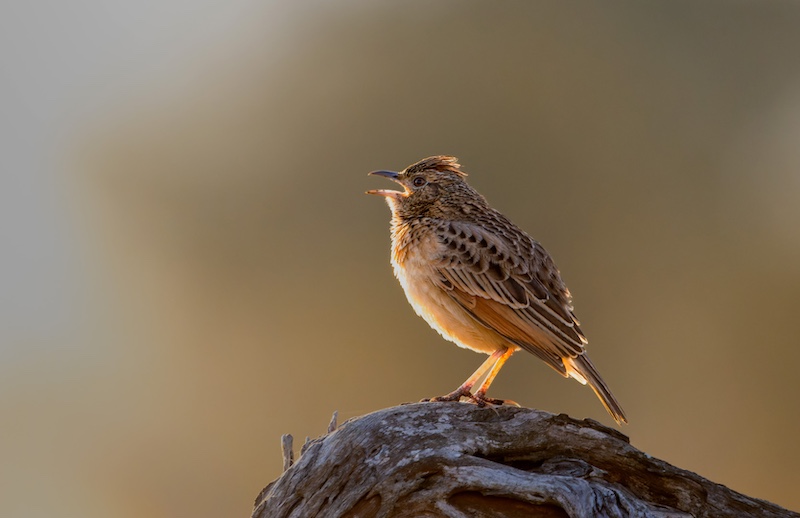 Bloemfontein Kameraklub - Rikus van Wyk - Rufous-naped Lark singing