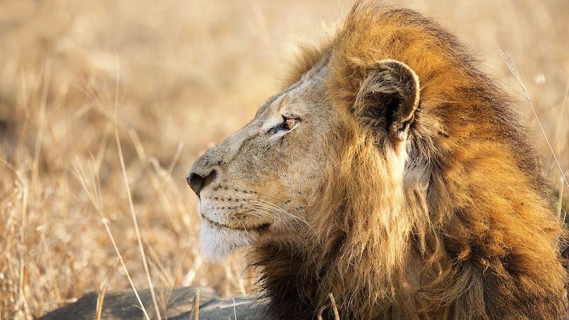 Bosveld Fotografie Klub - Laurene Ferreira - Pensive