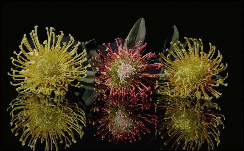 Brandpuntfotoklub - Estelle Mouton - 2 of a kind