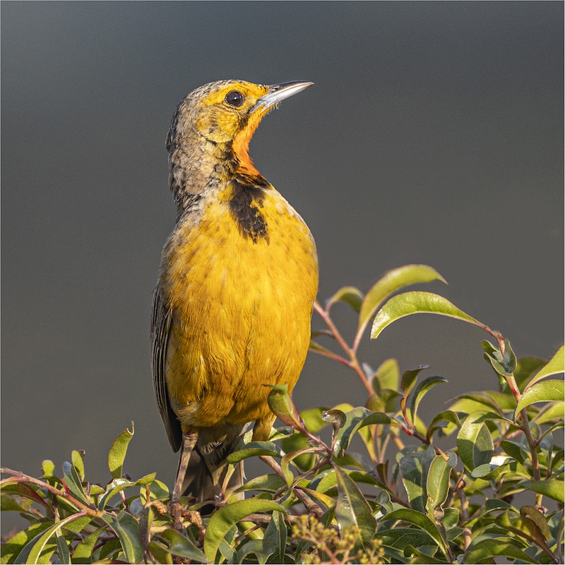 Creative Camera Club - Lyn Ziervogel - Cape Longclaw