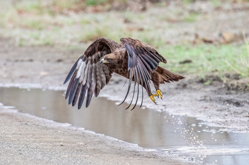Fish Hoek Photographic  Society - Didi Franklin - Thirst quenched