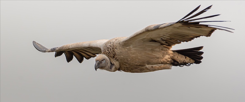 Hibiscus Coast Photographic Society - Rudi van Wyk - Above the horizon