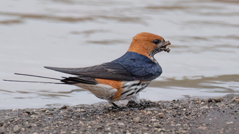 Hillcrest Camera Club - Wendy Brown - Mud collecting swallow