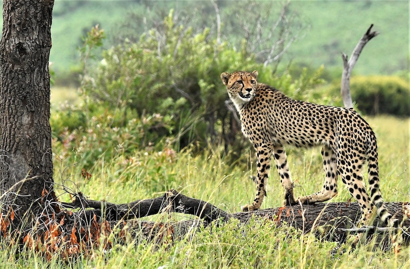 Klerksdorp Fotografie Klub - Linda Bronkhorst - Soek Na Prooi